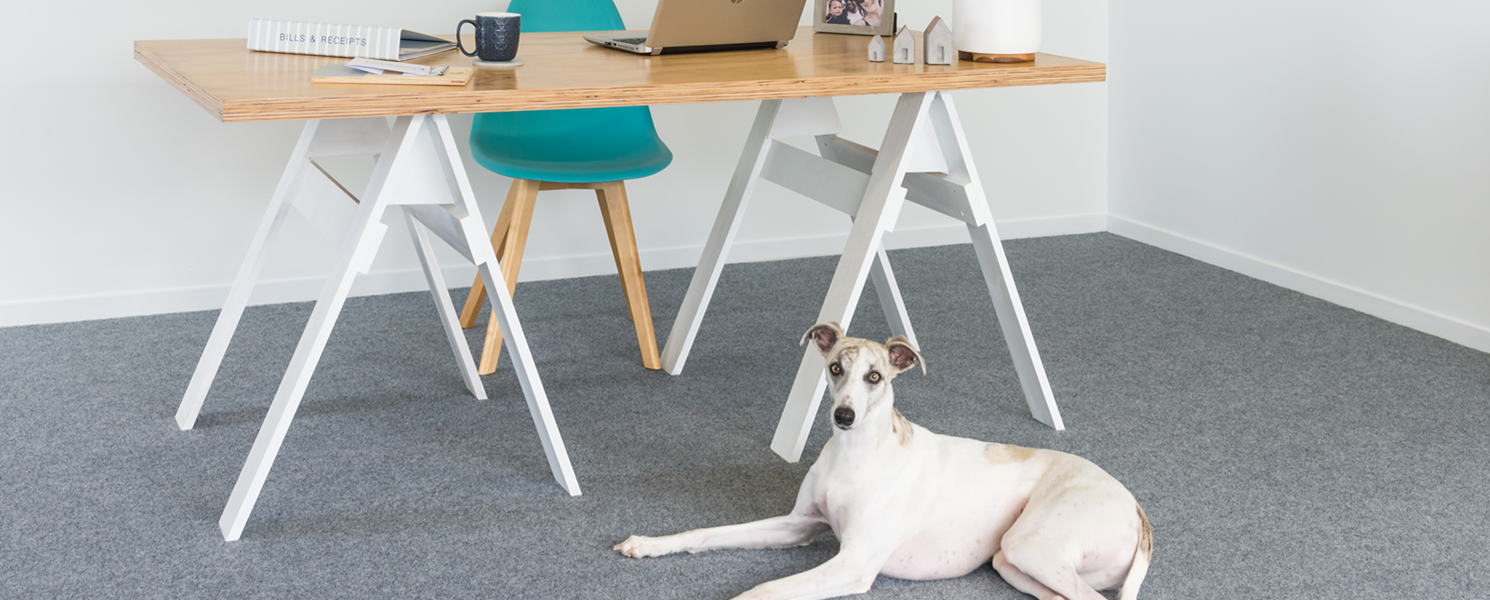 Desk and dog on garage carpet Brisbane