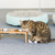 Cat on garage carpet Australia 