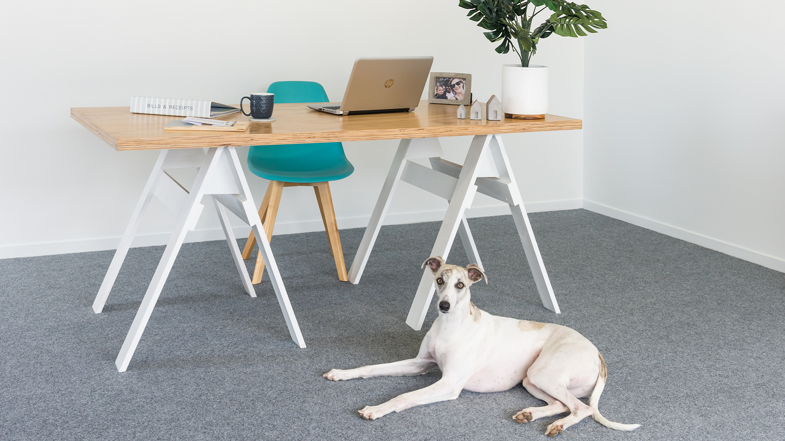 Dog on garage carpet in office