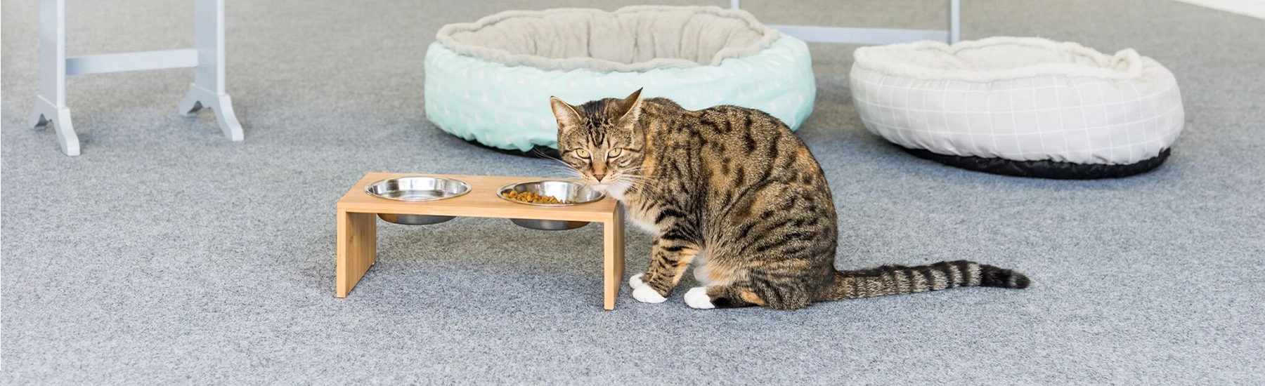 Cat on garage carpet - Australia 