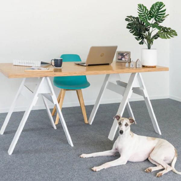 Dog on garage carpet - Aus